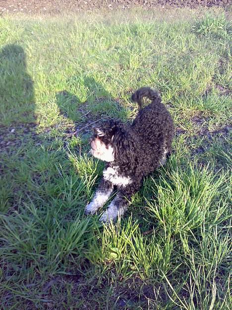 Blanding af racer Simba [Mor & Far's] - frækkehund billede 15