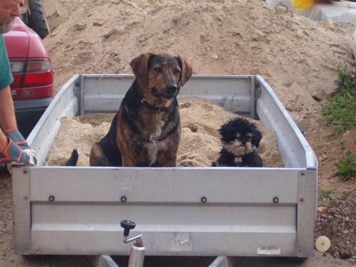 Blanding af racer Simba [Mor & Far's] - hej :) billede 16