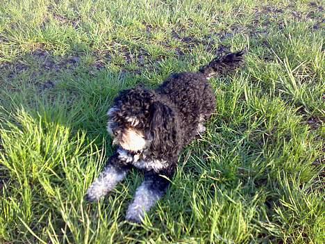 Blanding af racer Simba [Mor & Far's] - Simba  billede 17