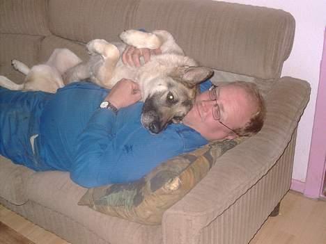 Schæferhund micka - er jeg ikke sød  billede 13