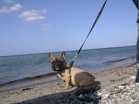 Fransk bulldog Kento billede 6