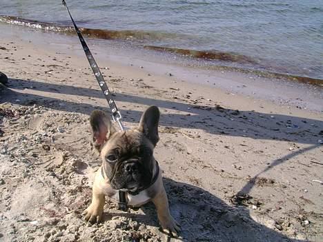 Fransk bulldog Kento billede 8