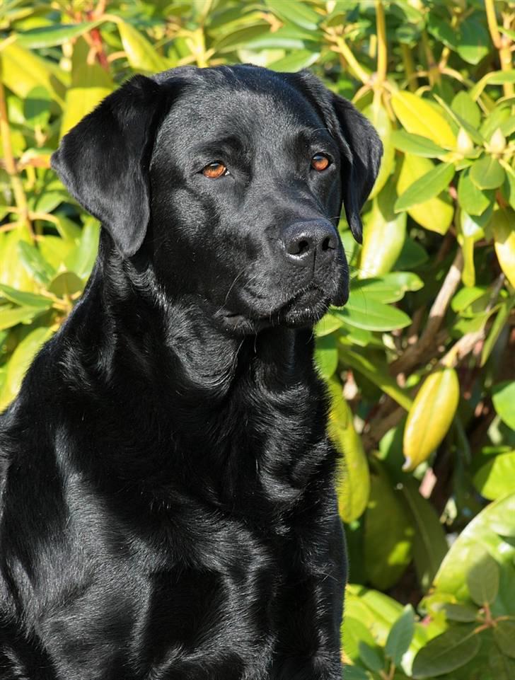 Labrador retriever KBHVV2017 Lotus. Hvil i fred, skønneste Tussemor - Er jeg ikke bare smuk? billede 1