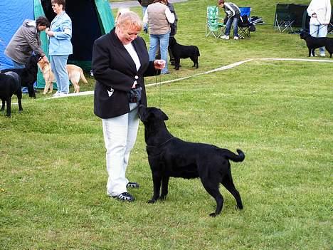 Labrador retriever KBHVV2017 Lotus. Hvil i fred, skønneste Tussemor - Uha.. Her er vi på udstilling. billede 4