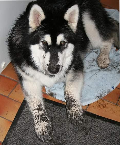 Alaskan malamute Maluq    R.I.P  august 2011 - så bliver man lukket ude, bare fordi jeg elsker at grave store huller i haven .hmm  billede 13