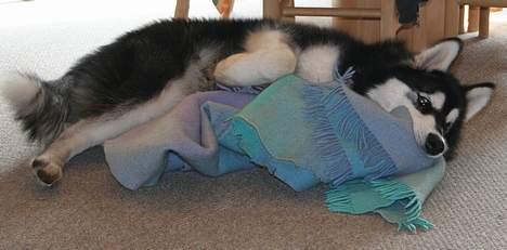 Alaskan malamute Maluq    R.I.P  august 2011 - der er dømt hygge med mit tæppe billede 14