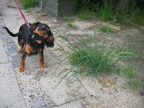 Cavalier king charles spaniel Pultz's Soya (Bailey) - Bailey fone home billede 11