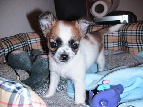 Chihuahua Niño - Så er jeg lige ankommet til mit nye hjem... billede 4