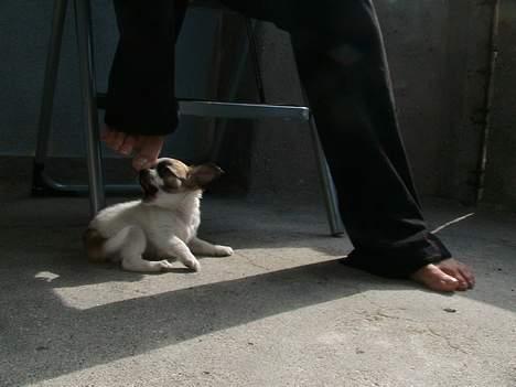 Chihuahua Niño - ...den fod ser godt nok fristende ud... billede 6