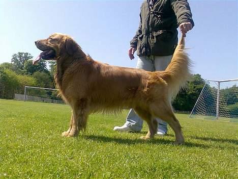 Golden retriever August billede 11