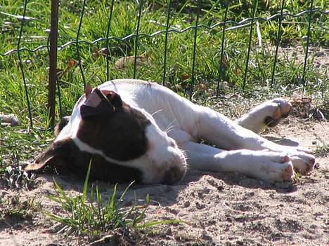 Amerikansk staffordshire terrier True Staff´s All eye´s on billede 9