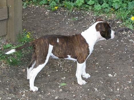 Amerikansk staffordshire terrier True Staff´s All eye´s on billede 11