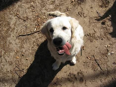 Golden retriever Ella billede 16