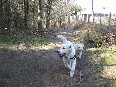 Golden retriever Ella billede 17