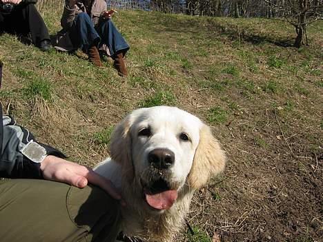 Golden retriever Ella billede 18