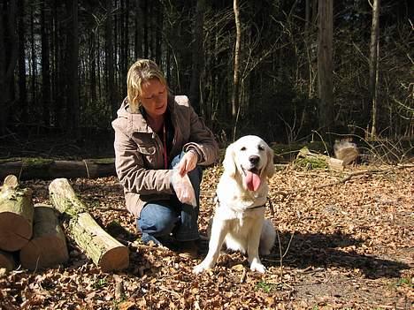 Golden retriever Ella billede 19