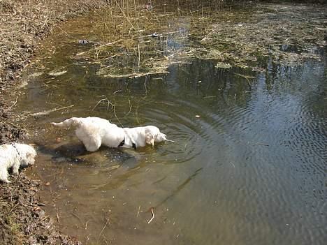 Golden retriever Ella billede 20