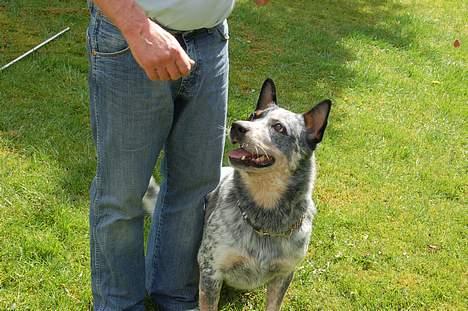 Australsk cattledog Pargus - Lydig og opmærksom billede 11