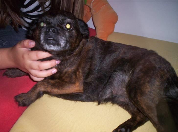 Blanding af racer Futte - Meget fin hund... billede 1