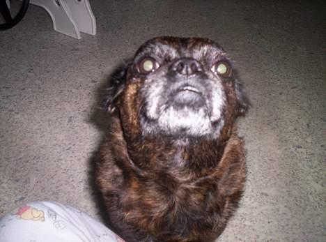 Blanding af racer Futte - Ja helt sikkert... billede 2