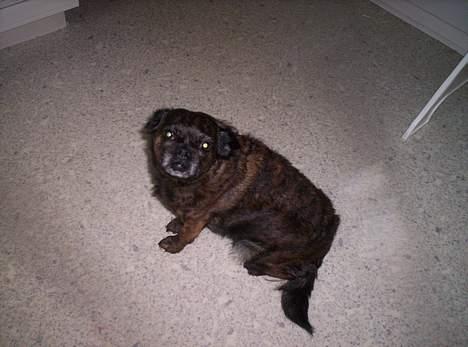 Blanding af racer Futte - Skal vi snart ud at gå????? billede 3