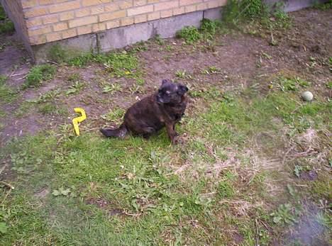 Blanding af racer Futte - Ud en tur billede 4