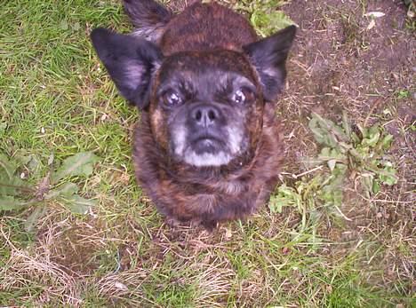 Blanding af racer Futte - Taler du til mig.... billede 5