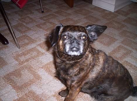 Blanding af racer Futte - hej..... billede 6