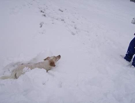 Blanding af racer Lucy billede 16