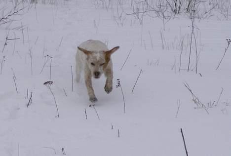 Blanding af racer Lucy billede 17
