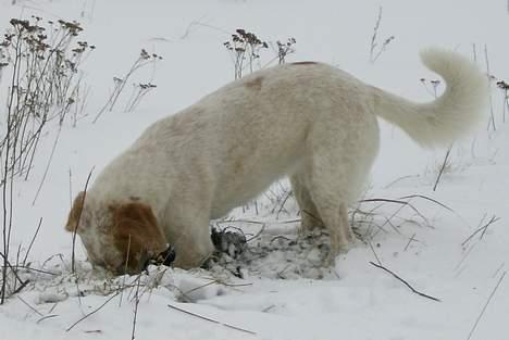 Blanding af racer Lucy billede 18