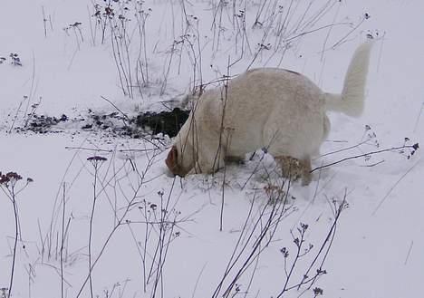 Blanding af racer Lucy billede 19