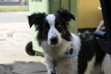 Border collie Nico billede 6