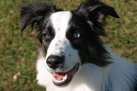 Border collie Nico billede 7