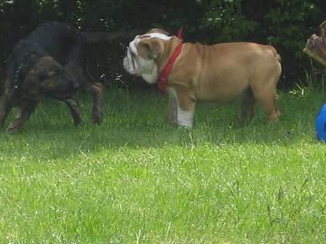 Engelsk bulldog Gordon - Øv de er alle meget hurtigere end mig, uretfærdigt billede 12