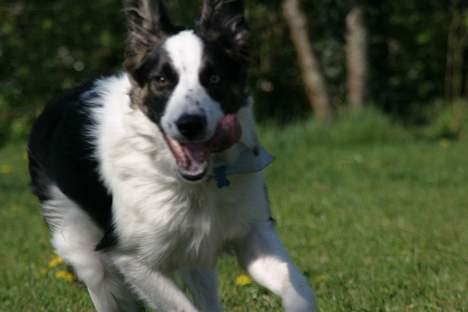 Border collie Nico billede 9