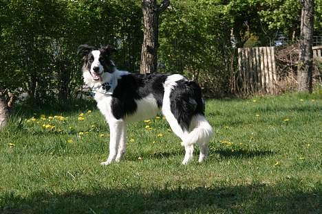 Border collie Nico billede 10
