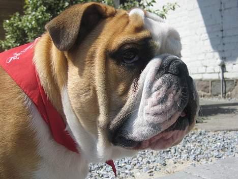 Engelsk bulldog Gordon billede 13