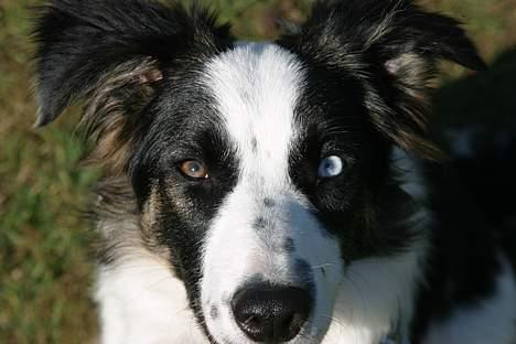 Border collie Nico billede 11