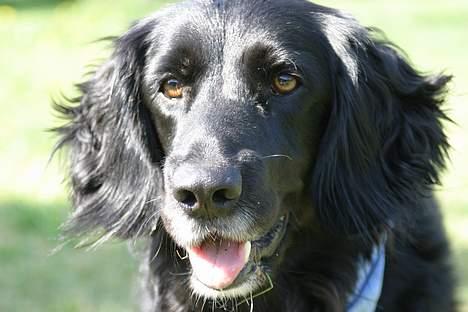 Blanding af racer Eico billede 11