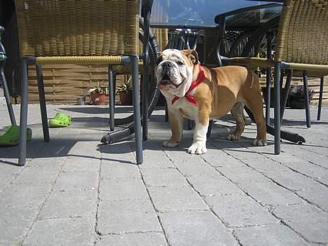 Engelsk bulldog Gordon - Nyder solen og driller min mor lidt i haven billede 15