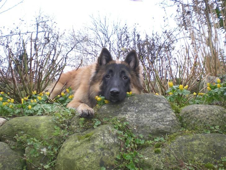 Belgisk hyrdehund Benisakura  billede 1