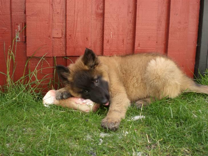 Belgisk hyrdehund Benisakura  - Mums det er ben er bare vildt godt :) billede 2