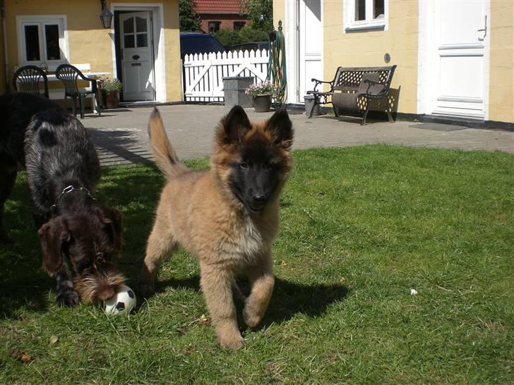 Belgisk hyrdehund Benisakura  billede 4