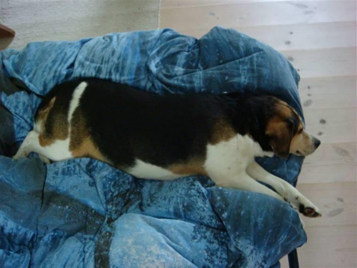 Blanding af racer Basse :] the lover dog.  - Langeland igen, en drømmeseng foran TVèt .. yes!  billede 15