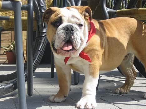 Engelsk bulldog Gordon - Ja ja det går nok det hele billede 16