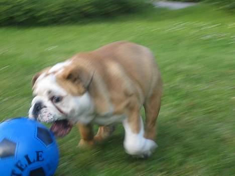 Engelsk bulldog Gordon - spille fodbold det kan jeg, og jeg elsker det billede 17