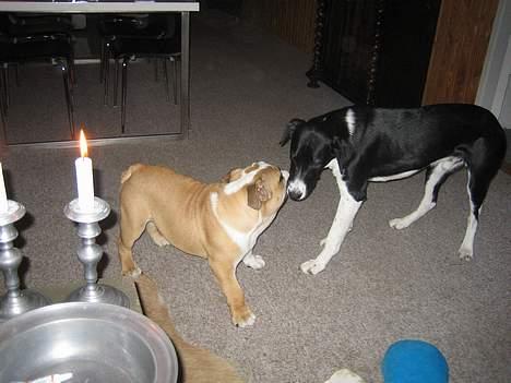 Engelsk bulldog Gordon - Alfred er min ven en border collie, han løber fra mig hele tiden, men her vinder jeg. billede 18