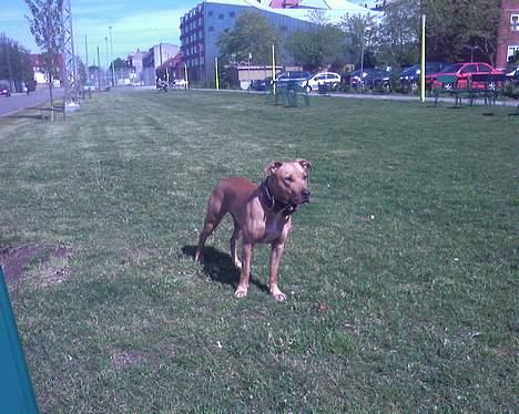 Blanding af racer Gucci R.I.P billede 8