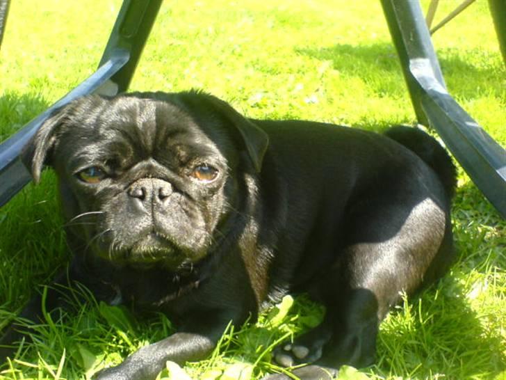 Mops emma *himmelhund* - emma efter en meget meget lang hård og trættende dag  billede 5